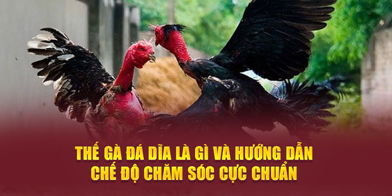 thế gà đá dĩa là gì